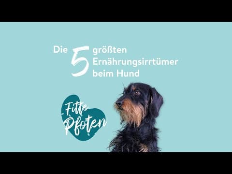 Die 5 größten Ernährungsirrtümer beim Hund