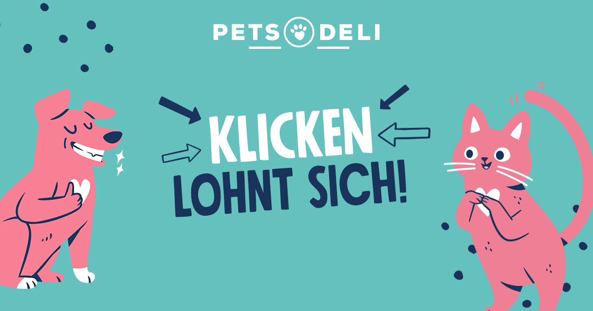 Französische Bulldogge, die glücklich und gesund aussieht nach dem Essen von Pets Deli Hundefutter